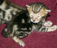 Baby Trim, just under two weeks old.  <br>